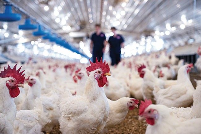 Sasaran Entrepreneur Ayam Broiler